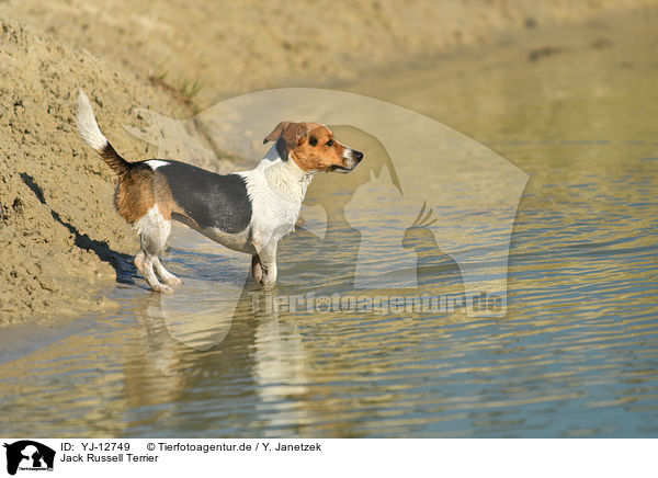 Jack Russell Terrier / YJ-12749