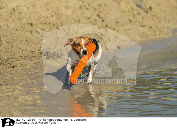 spielender Jack Russell Terrier / YJ-12750