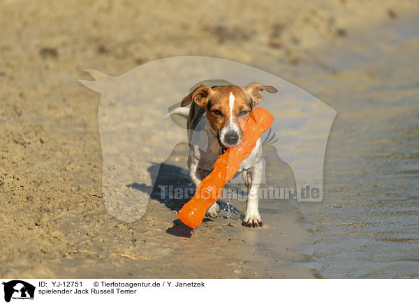 spielender Jack Russell Terrier / YJ-12751
