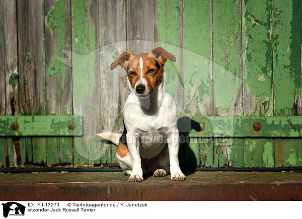 sitzender Jack Russell Terrier / YJ-13271
