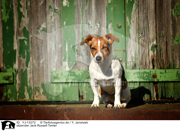 sitzender Jack Russell Terrier / YJ-13272