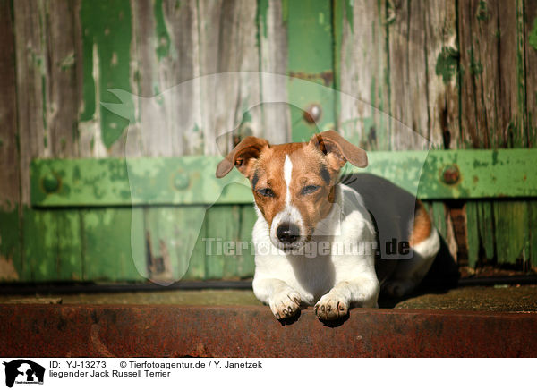 liegender Jack Russell Terrier / YJ-13273
