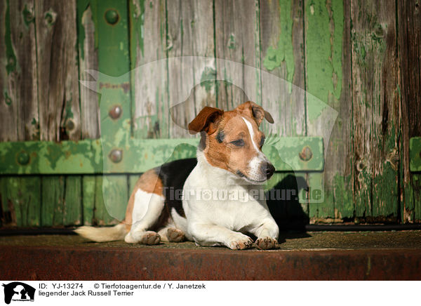 liegender Jack Russell Terrier / YJ-13274
