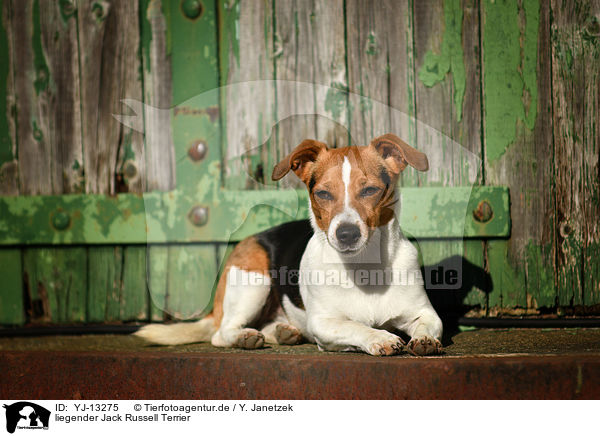 liegender Jack Russell Terrier / YJ-13275
