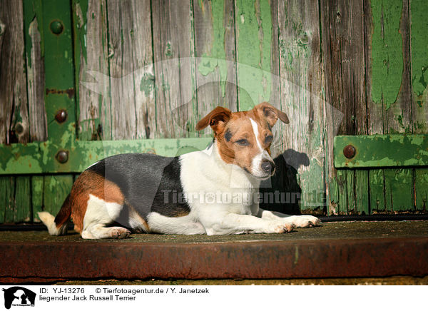 liegender Jack Russell Terrier / YJ-13276