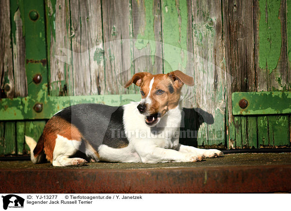liegender Jack Russell Terrier / YJ-13277