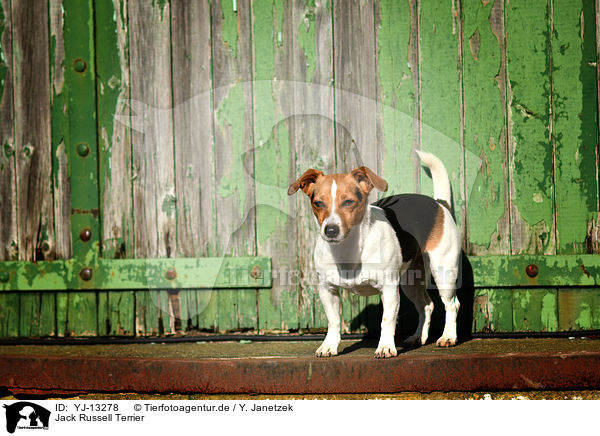 Jack Russell Terrier / YJ-13278