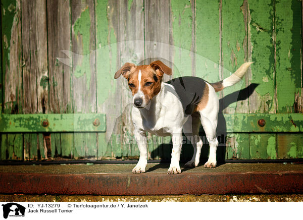 Jack Russell Terrier / YJ-13279