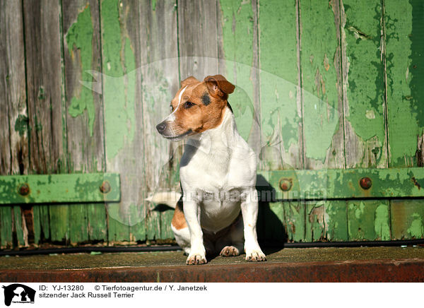 sitzender Jack Russell Terrier / YJ-13280