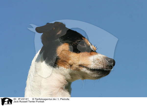 Jack Russell Terrier Portrait / IP-03141