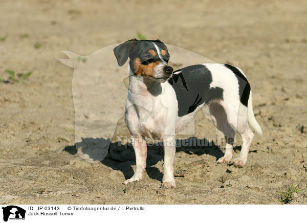 Jack Russell Terrier / IP-03143