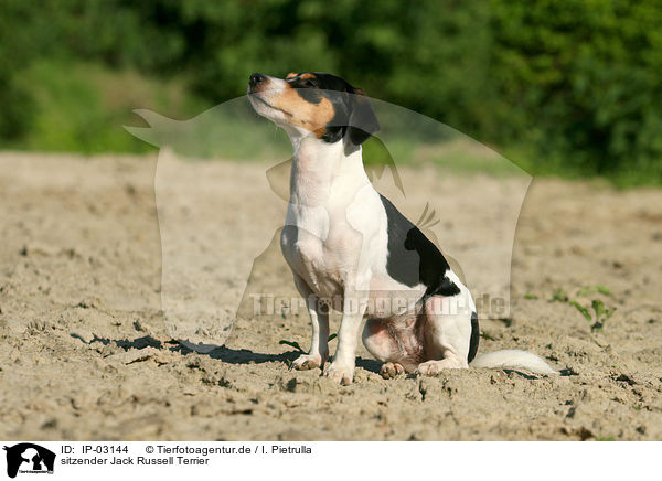sitzender Jack Russell Terrier / IP-03144