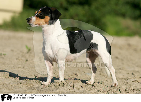 Jack Russell Terrier / IP-03145