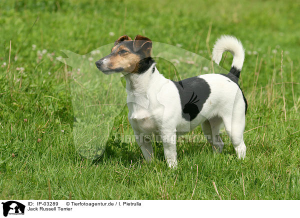 Jack Russell Terrier / IP-03289