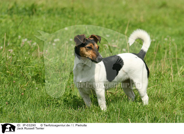 Jack Russell Terrier / IP-03290