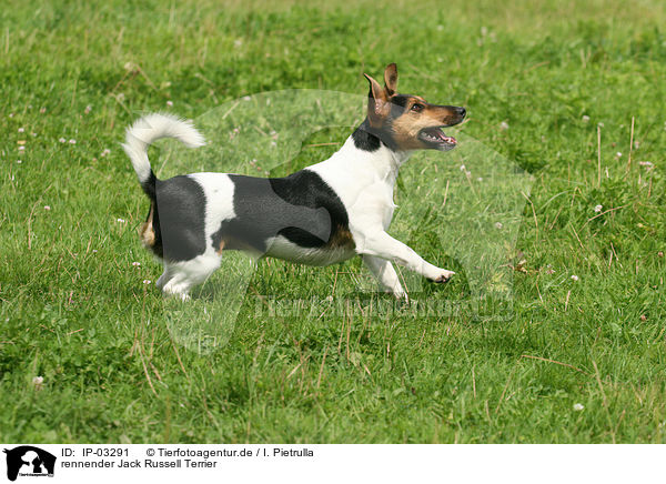 rennender Jack Russell Terrier / IP-03291