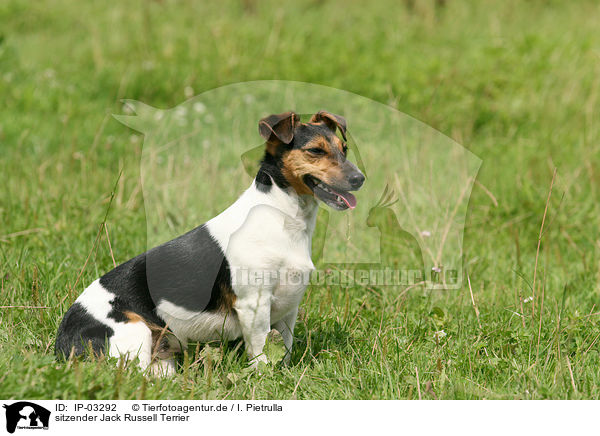 sitzender Jack Russell Terrier / IP-03292
