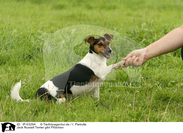 Jack Russell Terrier gibt Pftchen / IP-03294