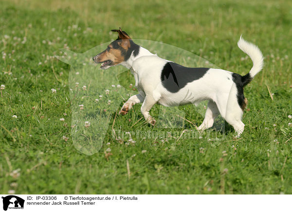 rennender Jack Russell Terrier / IP-03306