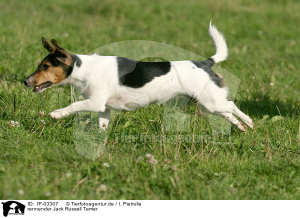 rennender Jack Russell Terrier / IP-03307