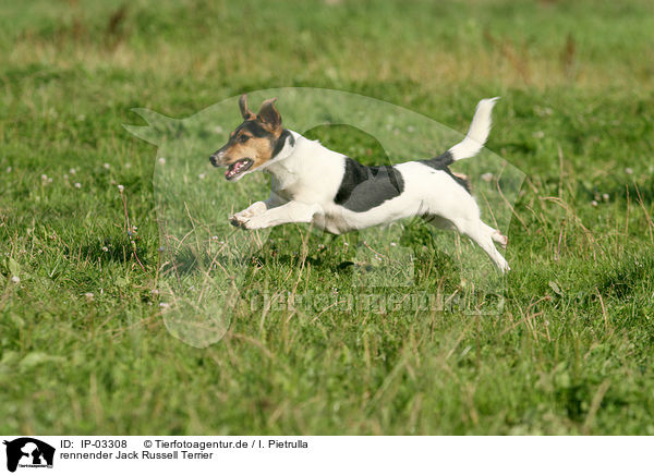rennender Jack Russell Terrier / IP-03308