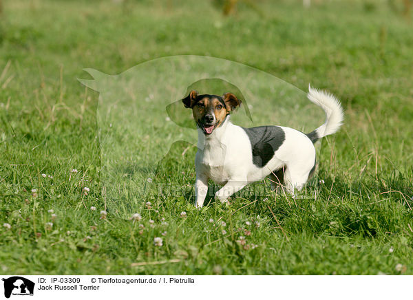 Jack Russell Terrier / IP-03309
