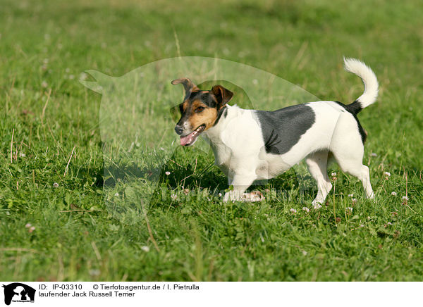 laufender Jack Russell Terrier / IP-03310