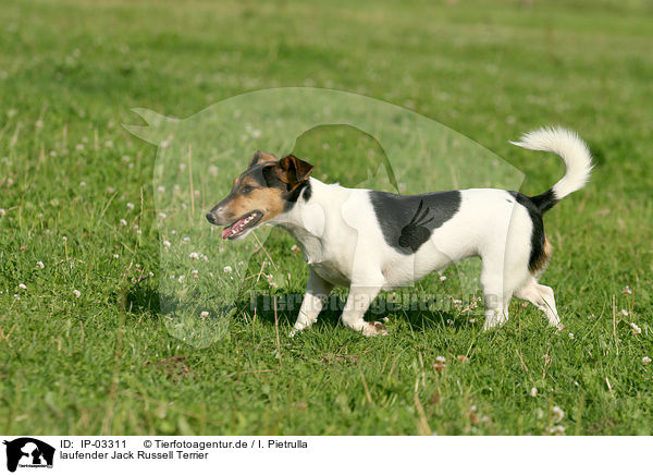 laufender Jack Russell Terrier / IP-03311