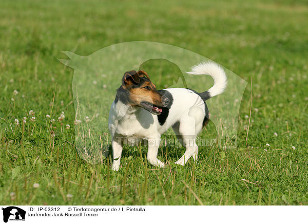 laufender Jack Russell Terrier / IP-03312