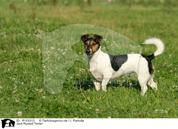 Jack Russell Terrier / IP-03313