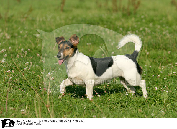 Jack Russell Terrier / IP-03314