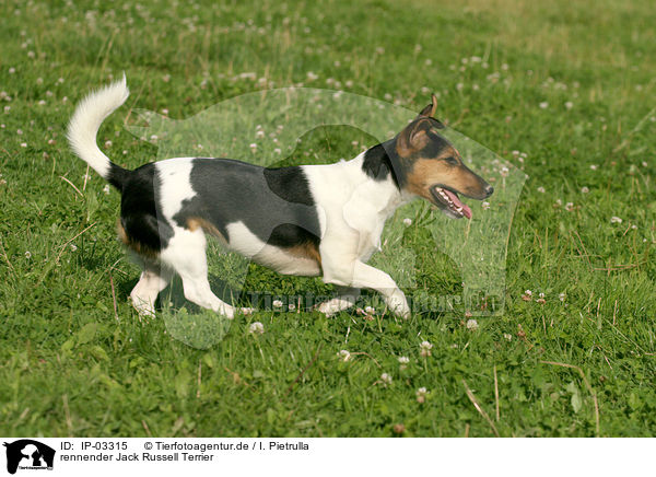 rennender Jack Russell Terrier / IP-03315