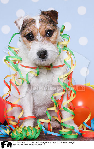sitzender Jack Russell Terrier / SS-53065