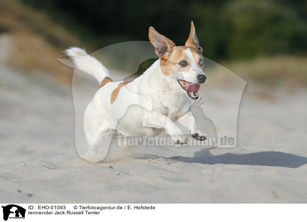 rennender Jack Russell Terrier / running Jack Russell Terrier / EHO-01093