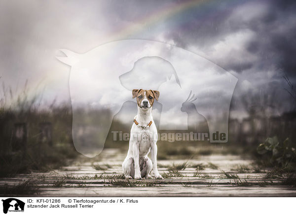 sitzender Jack Russell Terrier / KFI-01286