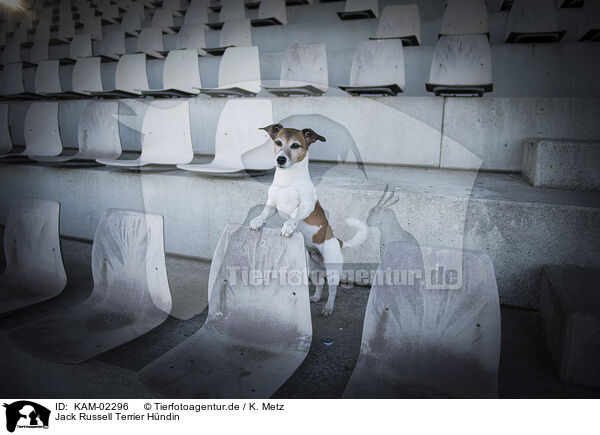 Jack Russell Terrier Hndin / KAM-02296