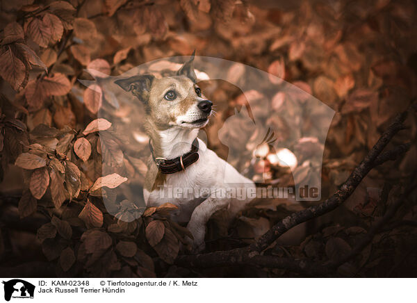 Jack Russell Terrier Hndin / KAM-02348