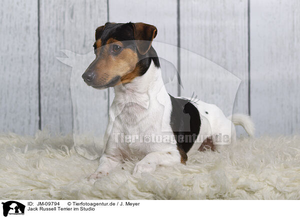 Jack Russell Terrier im Studio / JM-09794