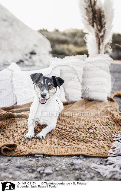 liegender Jack Russell Terrier / lying Jack Russell Terrier / NP-03174