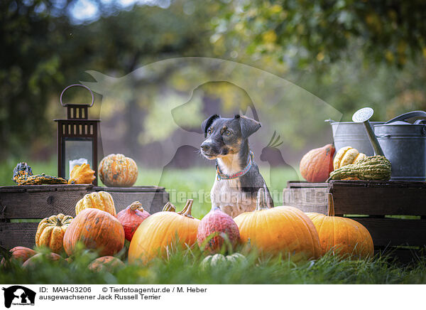 ausgewachsener Jack Russell Terrier / MAH-03206