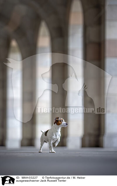 ausgewachsener Jack Russell Terrier / MAH-03227