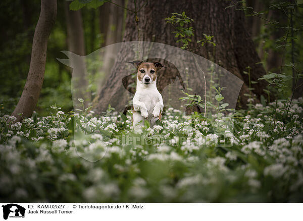 Jack Russell Terrier / KAM-02527