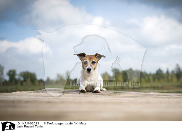 Jack Russell Terrier / KAM-02533