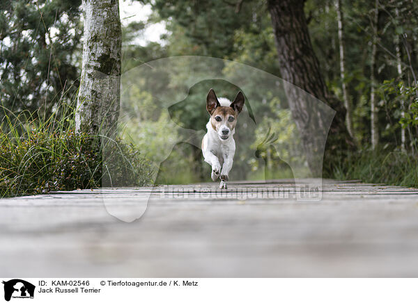 Jack Russell Terrier / KAM-02546