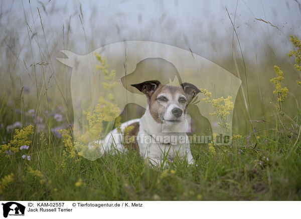 Jack Russell Terrier / KAM-02557