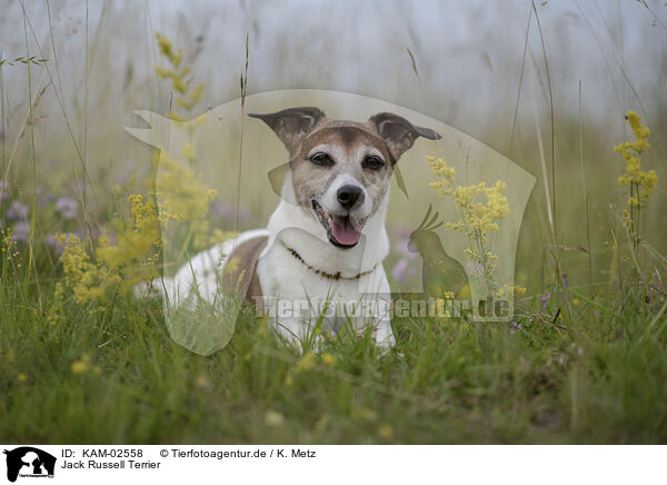 Jack Russell Terrier / KAM-02558