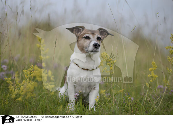 Jack Russell Terrier / KAM-02560