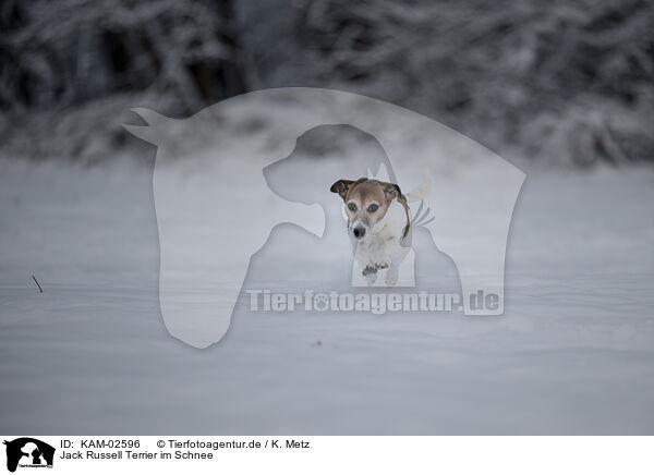 Jack Russell Terrier im Schnee / KAM-02596