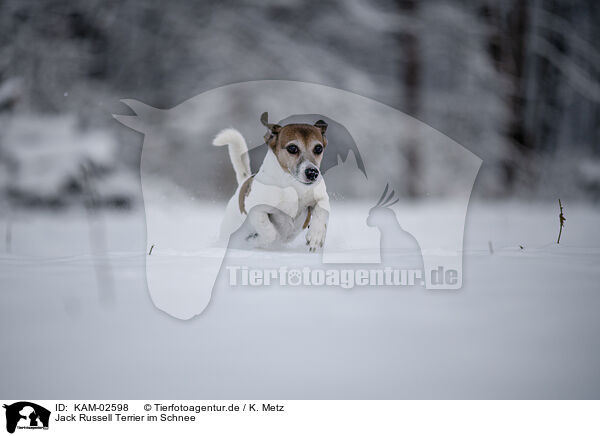 Jack Russell Terrier im Schnee / KAM-02598