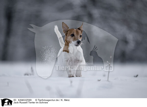 Jack Russell Terrier im Schnee / KAM-02599